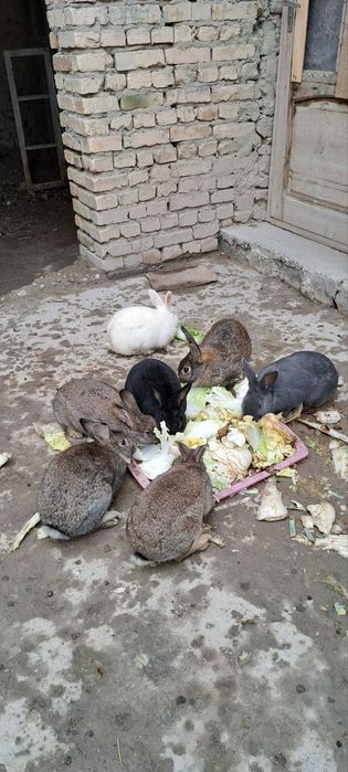 Reks quyonlar  sotiladi 7 ta