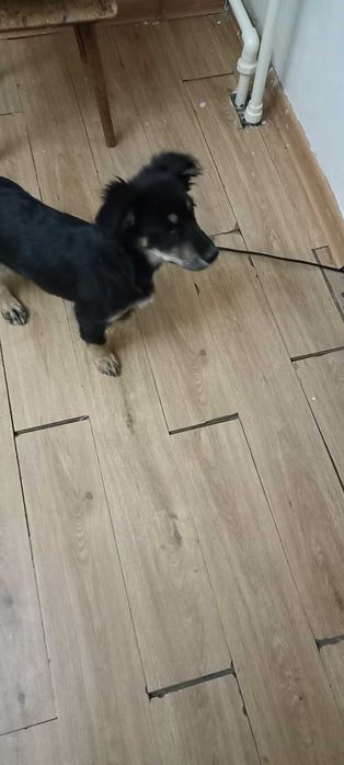 Милый и озорной щенок мальчик ищет дом .