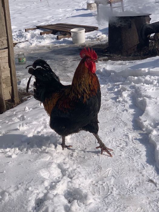 продам молодых петухов