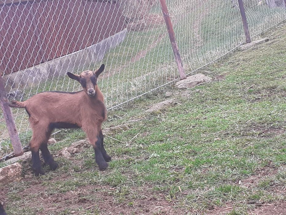 De vanzare 4 tapisori