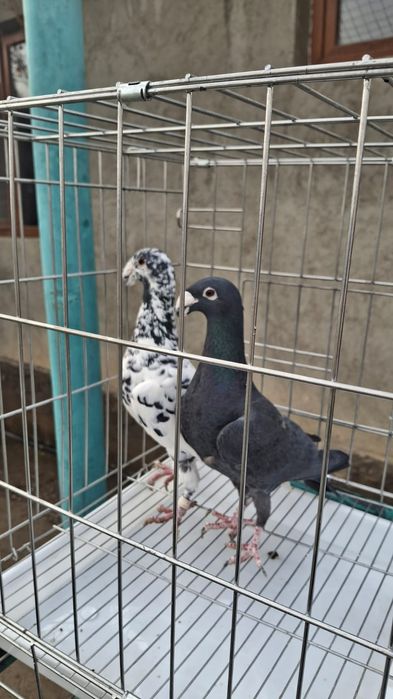 Голуби красивые..