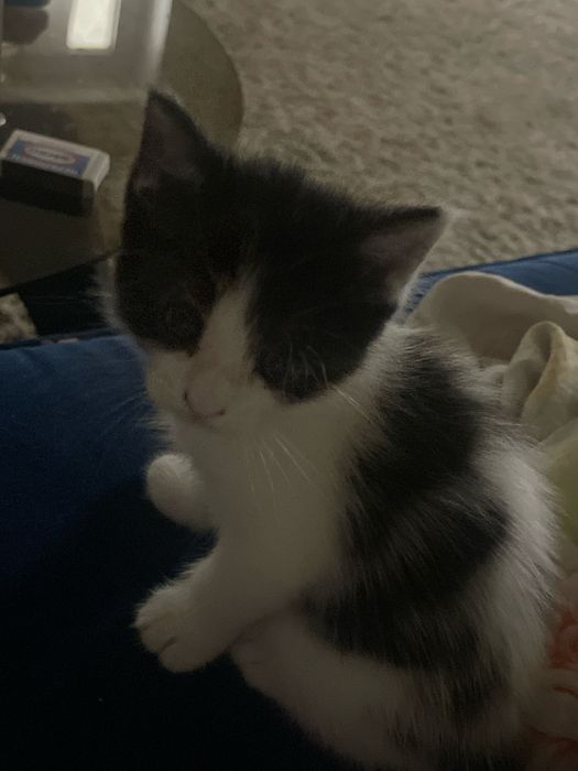 котенок бесплатно