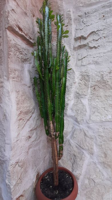 Cactus Euphorbia 130cm