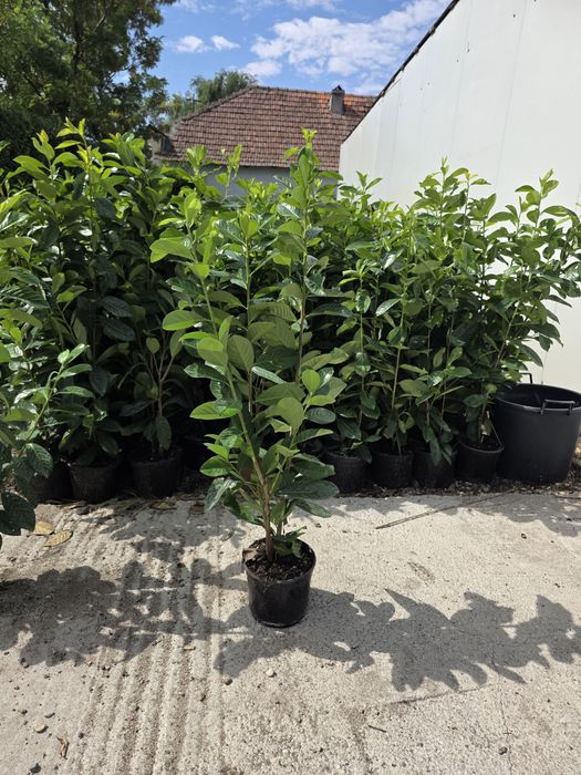 Prunus Laurocerasus Novita