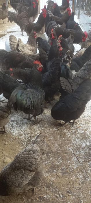 Ouă pentru incubat