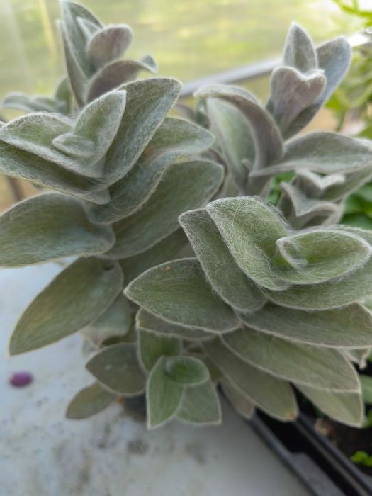 Tradescantia sillamontana