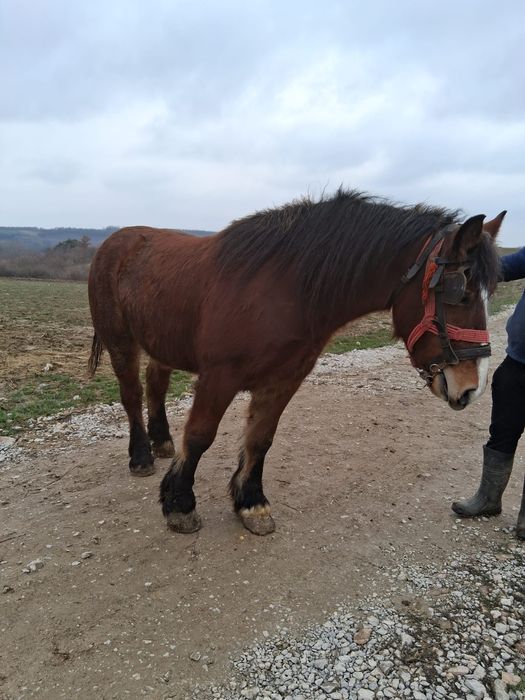 Cal de vânzare șarg