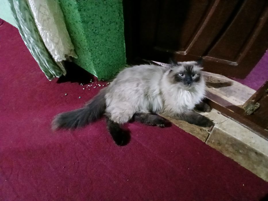 Siyamiskiy mushuk sotiladi