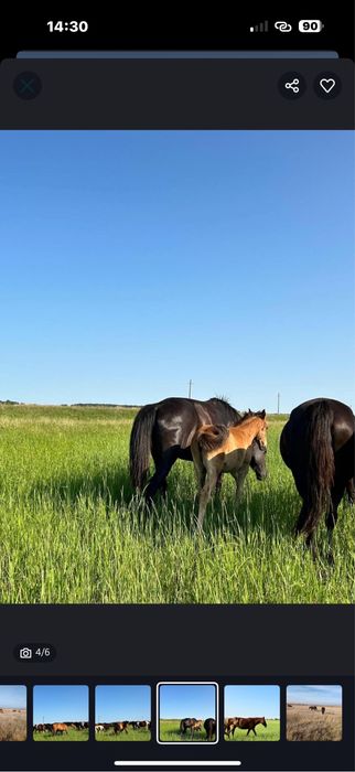 Продам срочно кобыл