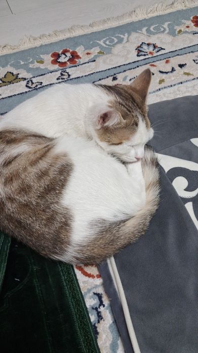 Бесплатно отдам кошек