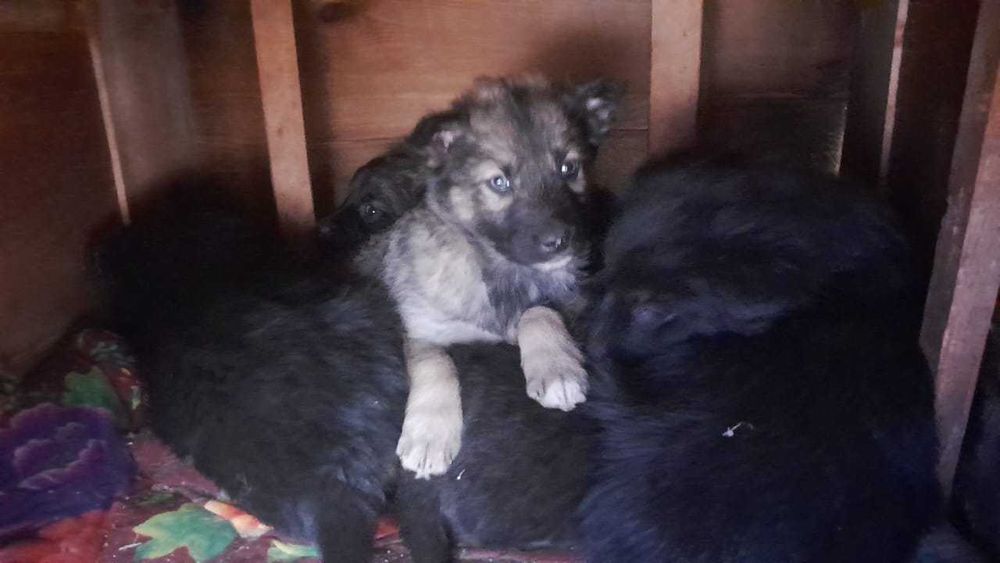 Щенята, в добрые руки