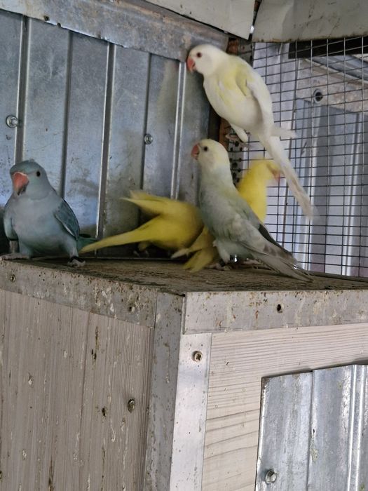 De vanzare pui Micul Alexandru