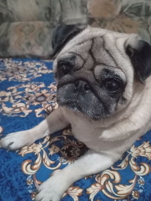 Продам мопса девочку