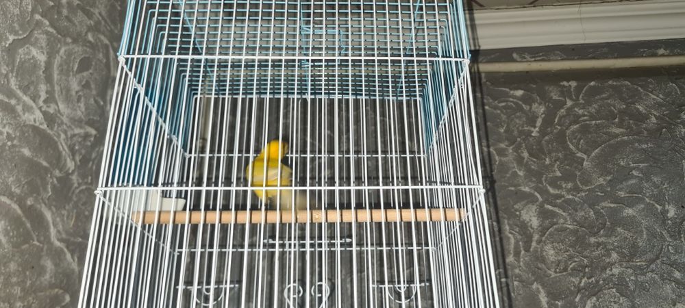 Кенар самец канарейка