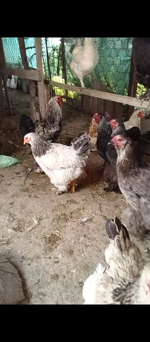 Товуклар хурозлар