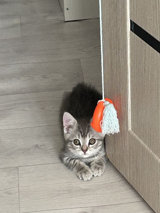 Продам котенка девочка