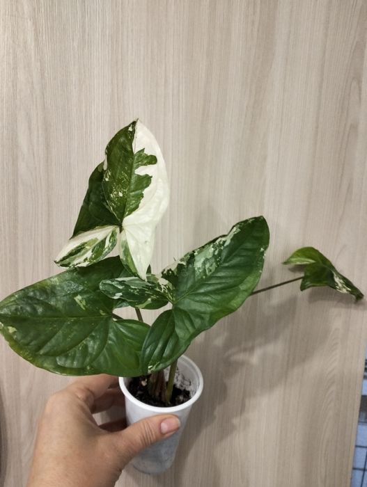 Комнатные растения