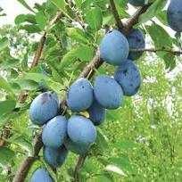 Prune Stanley pentru dulceata, compot