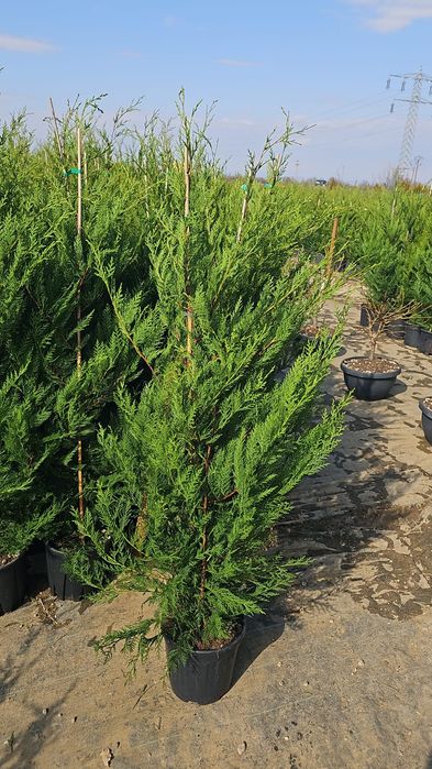 Amenajare gradina cu  gazon rulou si plante ornamentale