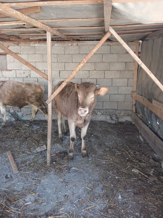 Продам телята десять месяцев бычки
