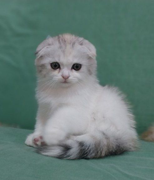 Скоттиш фолд котята цена 150$