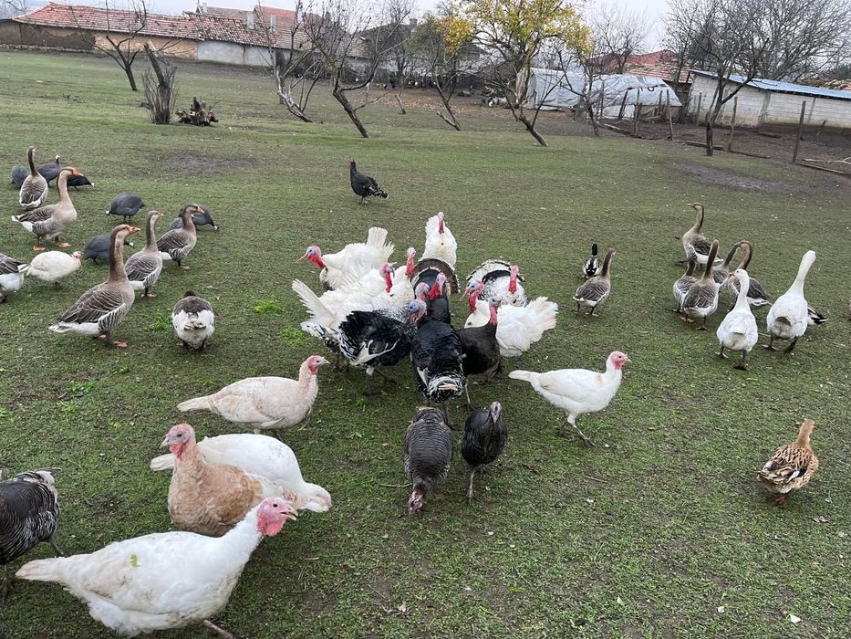 Продавам домашно отглеждани пуйки,гъски,патици и токачки