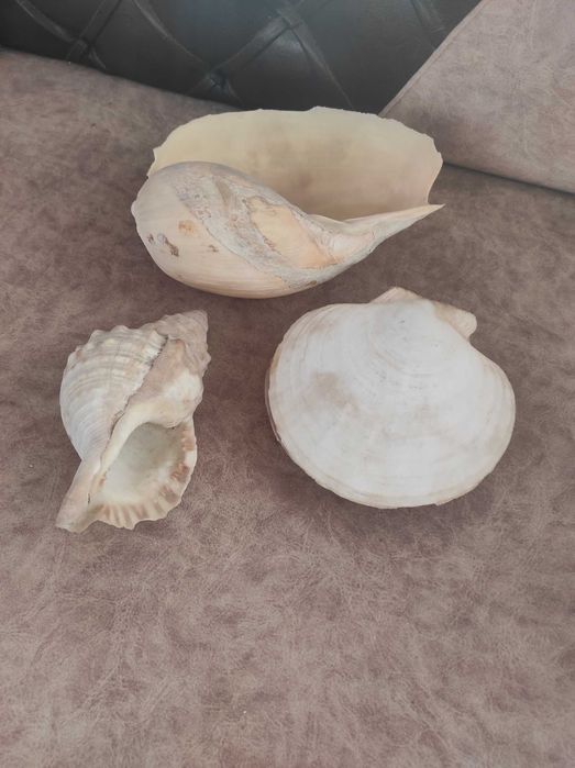 Раковини за декорация