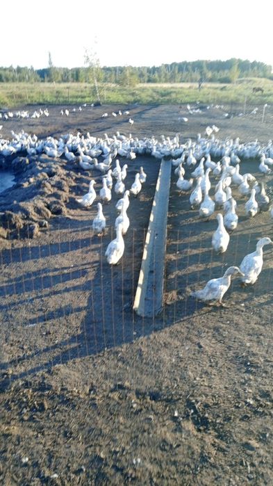 Продам уток на ногах 2500