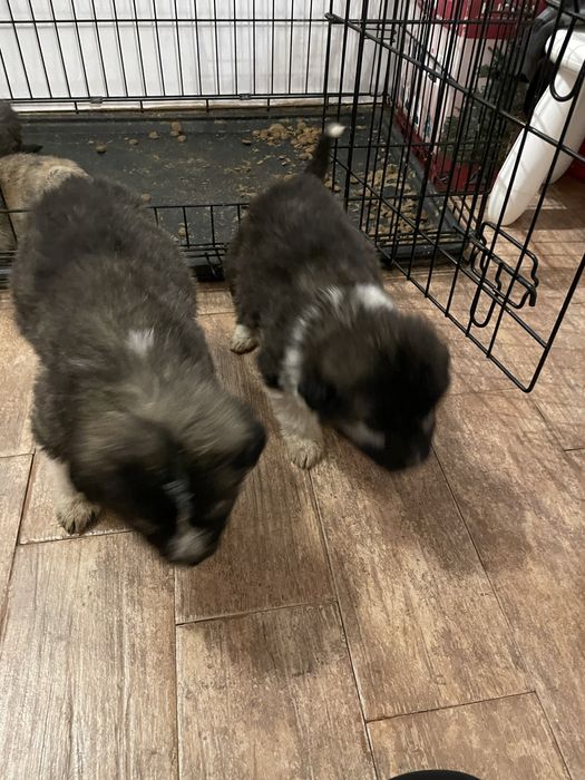 Donez catelusi ciobanesc mioritic