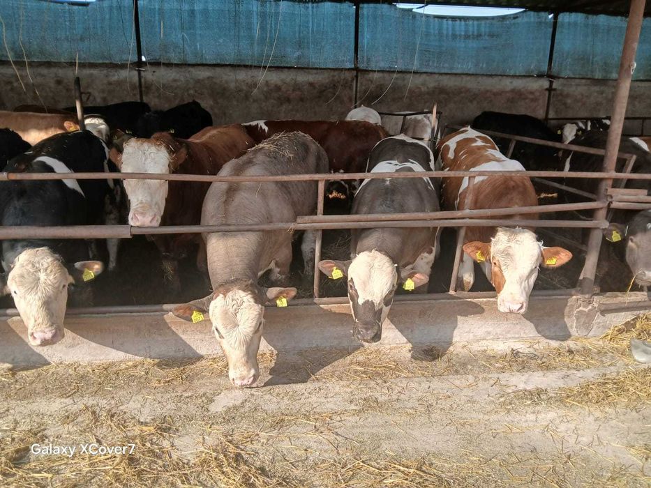 Vand 40 de taurasi, 20 lei + ANAF