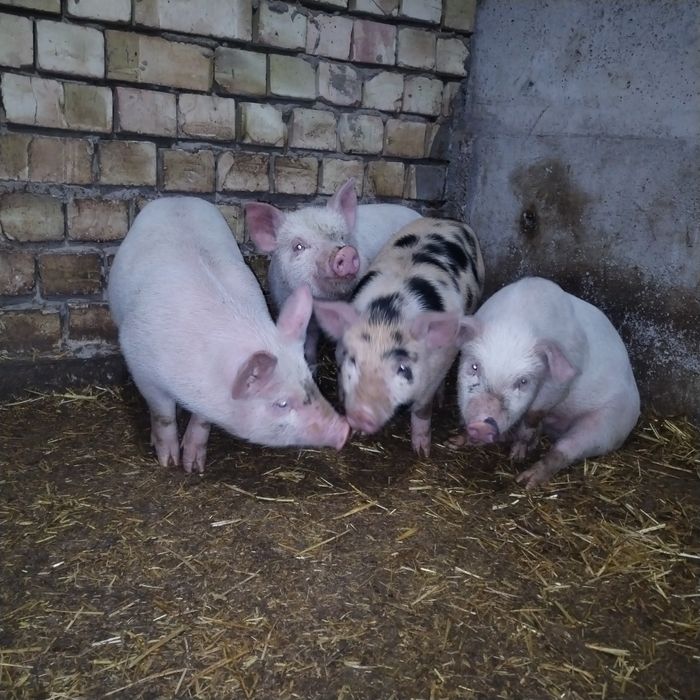 Продаётся поросята