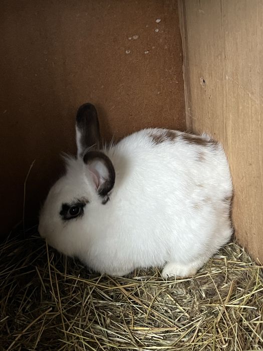 Iepuri metis belgian