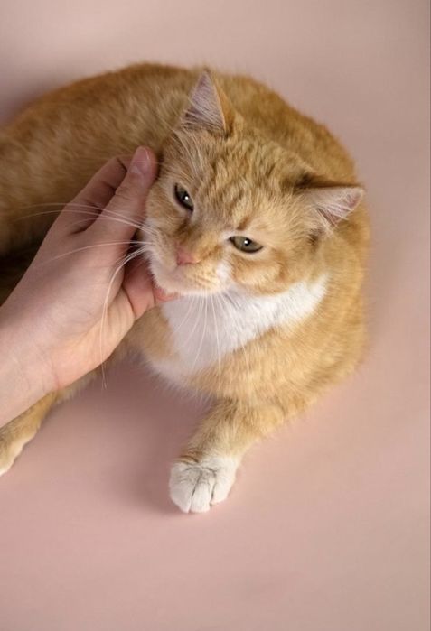 Бро Броша Брошенька