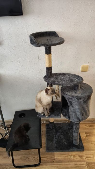 Сиамская кошка отдаем в добрые руки