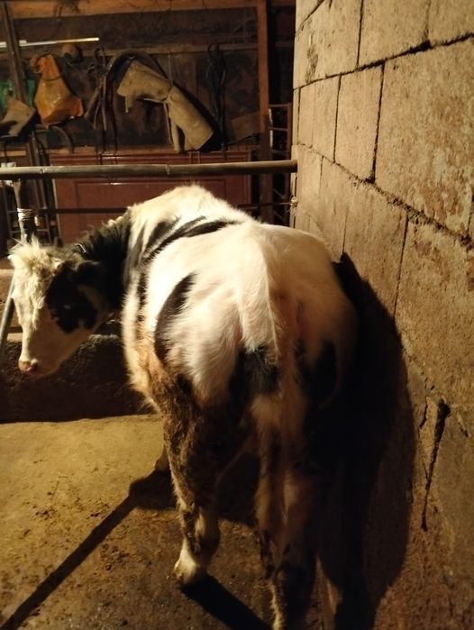 Продам  тёлочку.