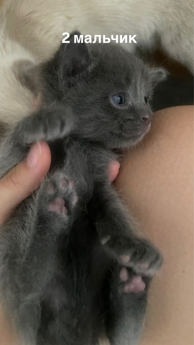 серые котята отдам в добрые руки