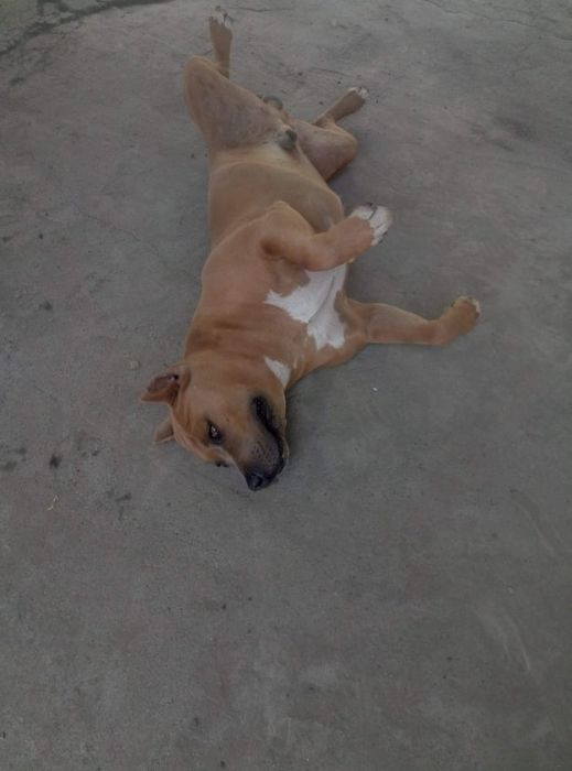 Арч ищет подружку