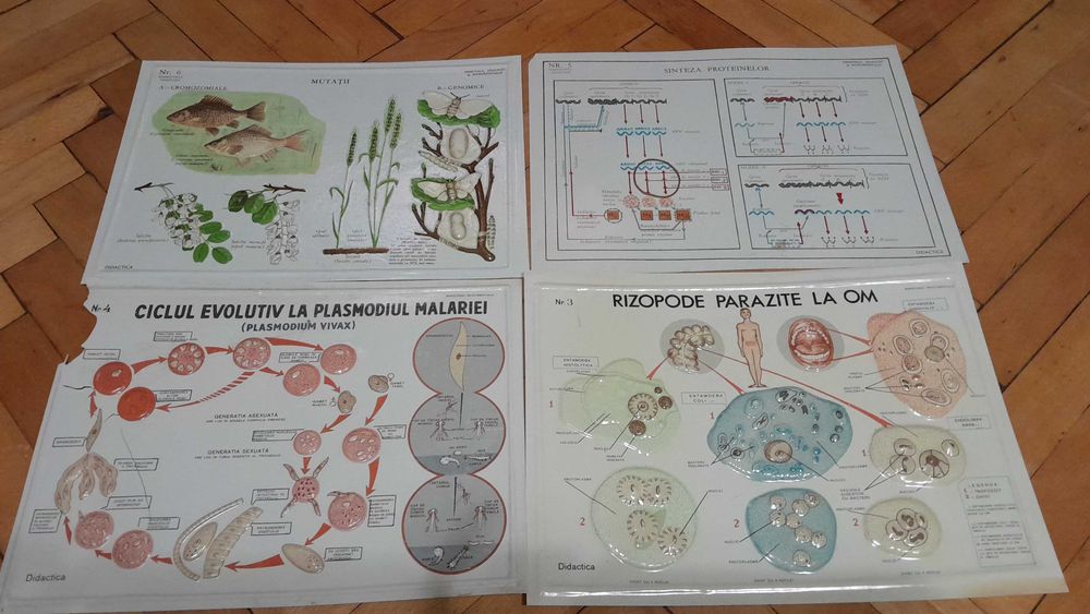 Set 8 planse didactice vechi biologie