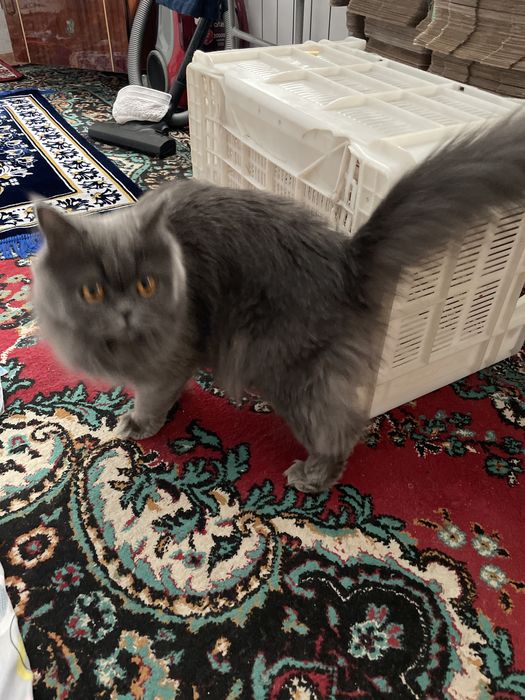 Uning dumbalarini kaftlari bilan uqaladi, so‘ng olatini go‘zalning anusiga kiritdi.