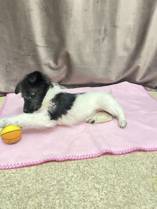 Отдам щенка девочку