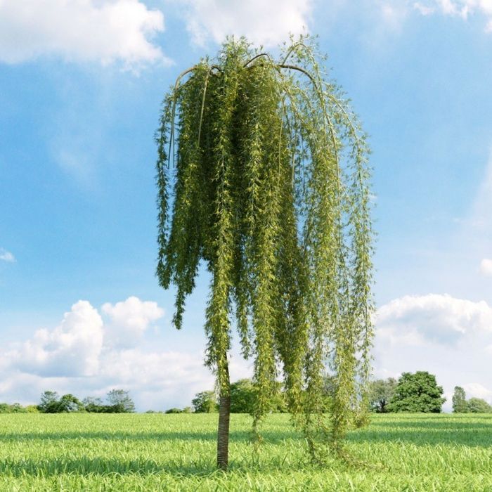 Vand sălcii pletoase la ghiveci și arbori de mătase la ghiveci