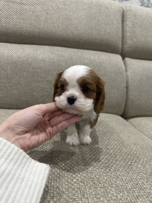 Кавалер Кинг Чарльз Спаниели щенки