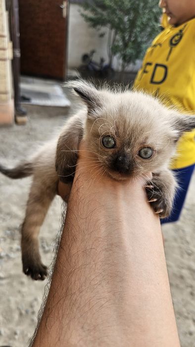 Siam mushukchalari – 60 kunda topshiriladi!