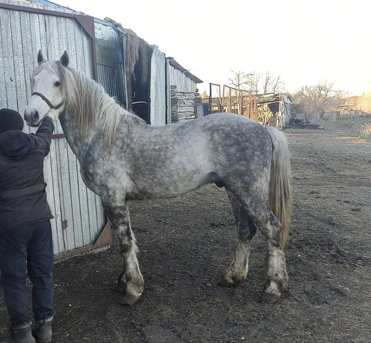 Жеребец полукровный, смесь с першеронном