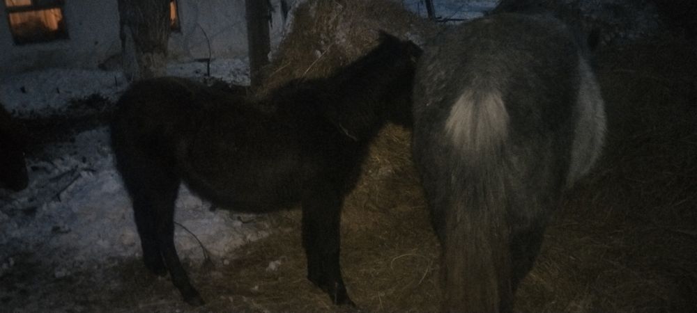 Продам лошадей кобыл