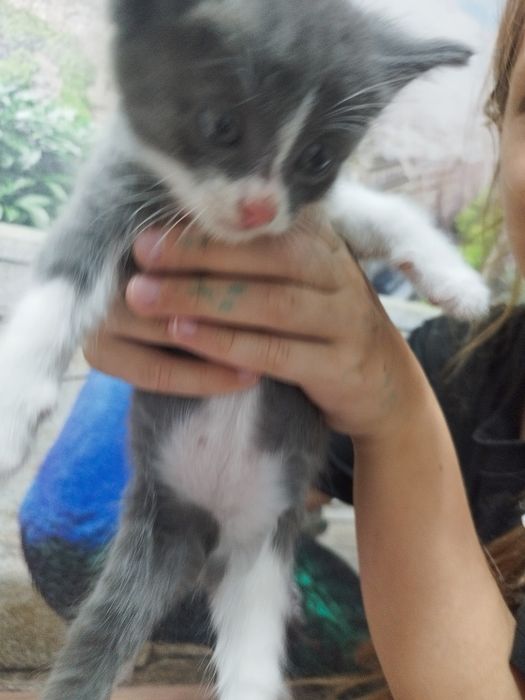 Котят добрые заботливые руки