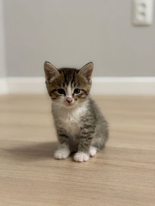 Отдам котят 1,5 месяца