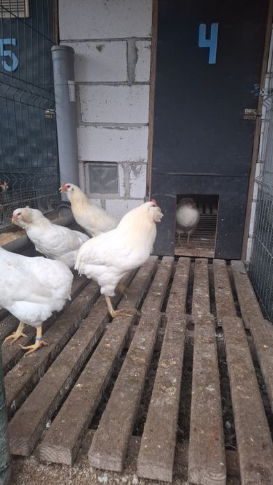 Oua incubat araucana