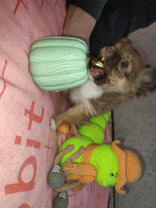 Крошки с ладошку ищут родителей