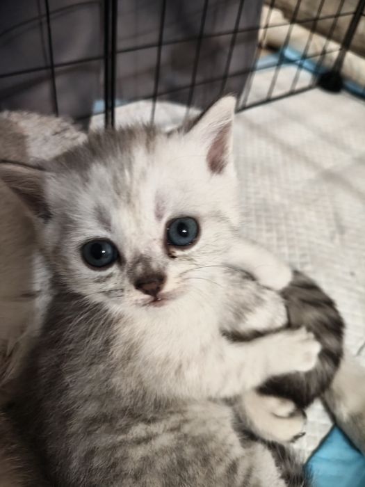 Продам шотланских котят